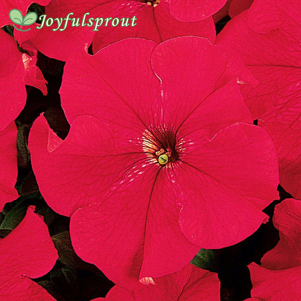 Dreams Red Petunia Seeds
