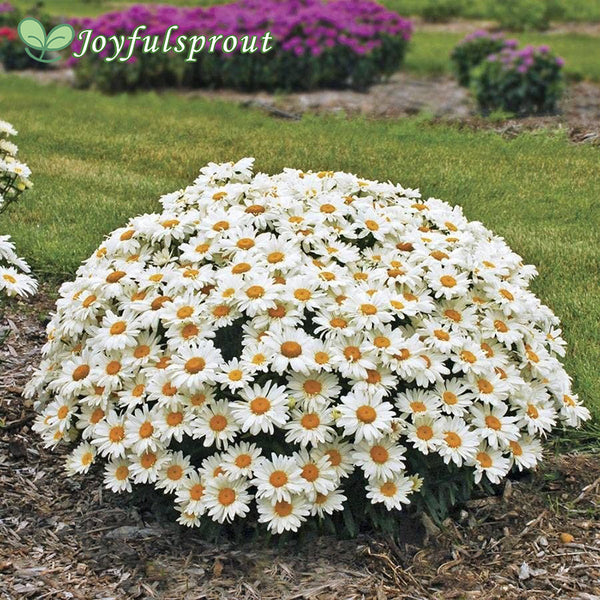 Whoops-a-Daisy Shasta Daisy