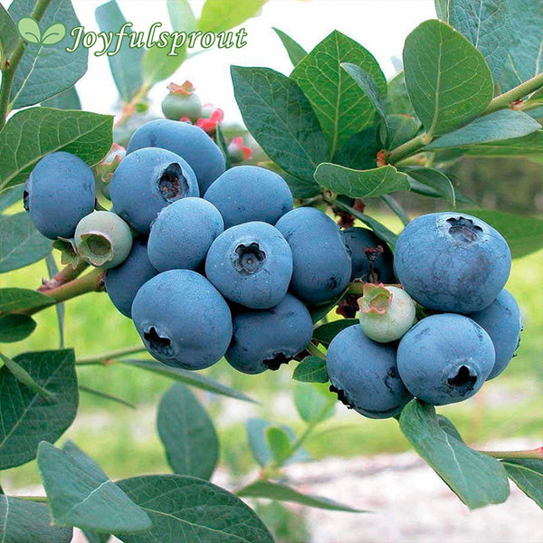 Vaccinium 'Sweetheart' Blueberry Seeds