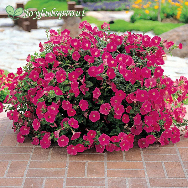 Wave Rose Hybrid Petunia Seeds