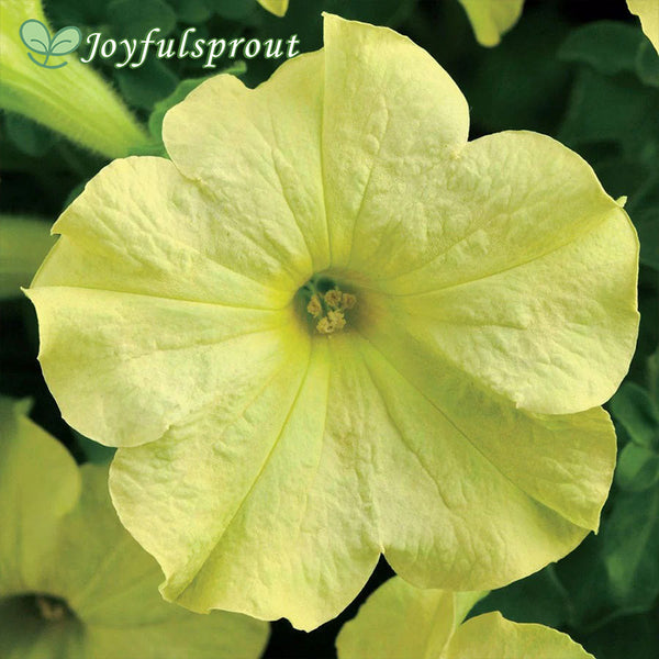 Sophistica Lime Green Petunia Seeds