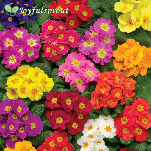 Danova Full Mix Hybrid Primula Seeds