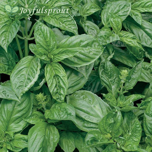 Romanesco Basil Seeds