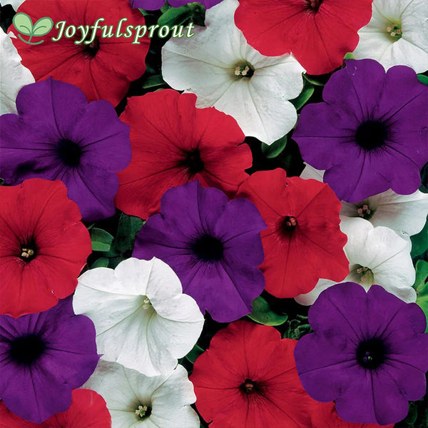 Easy Wave The Flag Mix Petunia Seeds