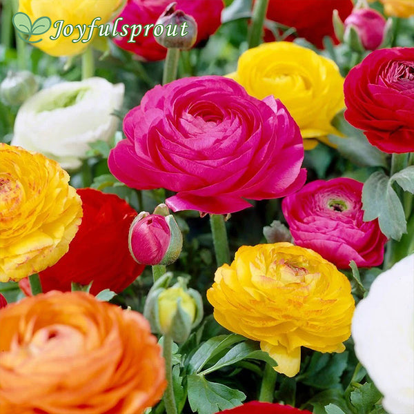 Ranunculus Double Blooming Mix Buttercup Seeds