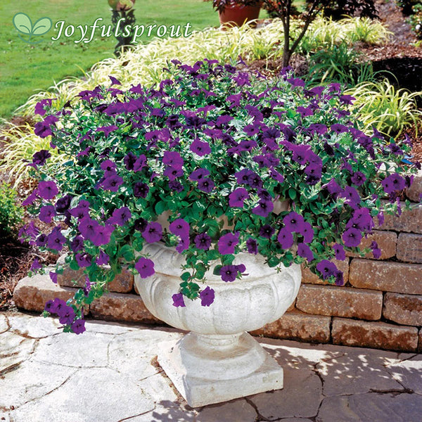Wave Blue Hybrid Petunia Seeds