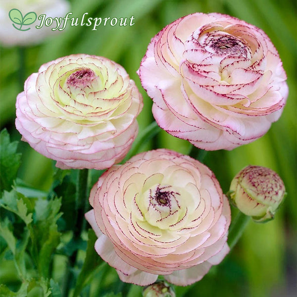 Ranunculus Double Picotee Buttercup Seeds