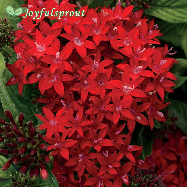 Lucky Star Dark Red Pentas Seeds