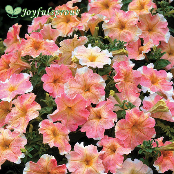 Dolcissima Flambe Petunia Seeds