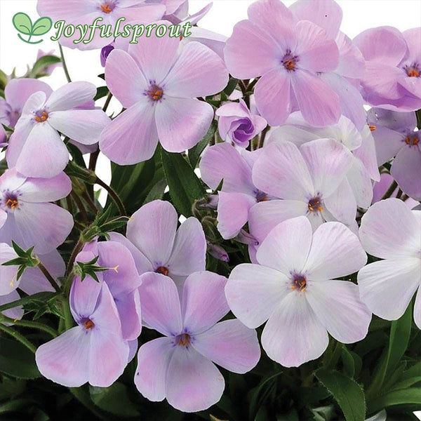 Phlox 'Woodlander Lilac'
