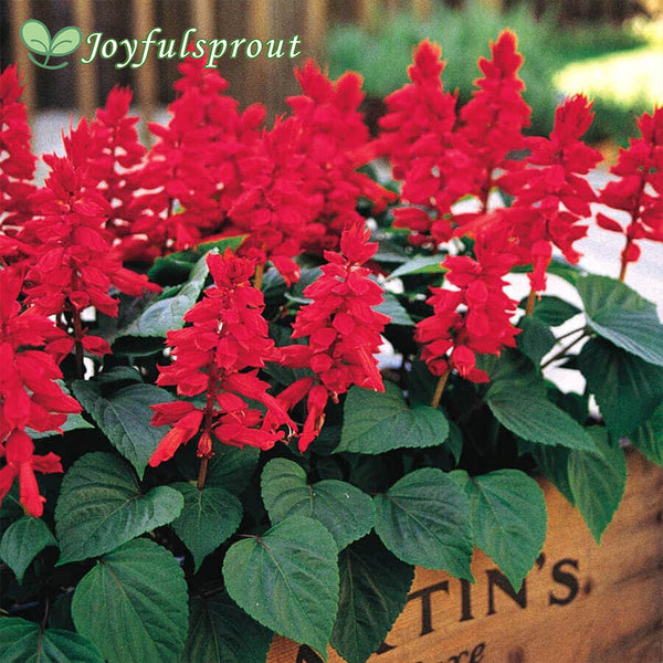 Vista Red Salvia Seeds