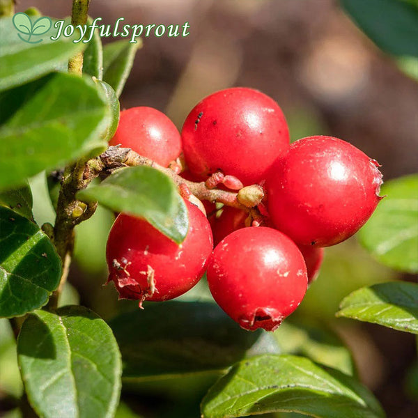Vaccinium Koralle Lingonberry Seeds
