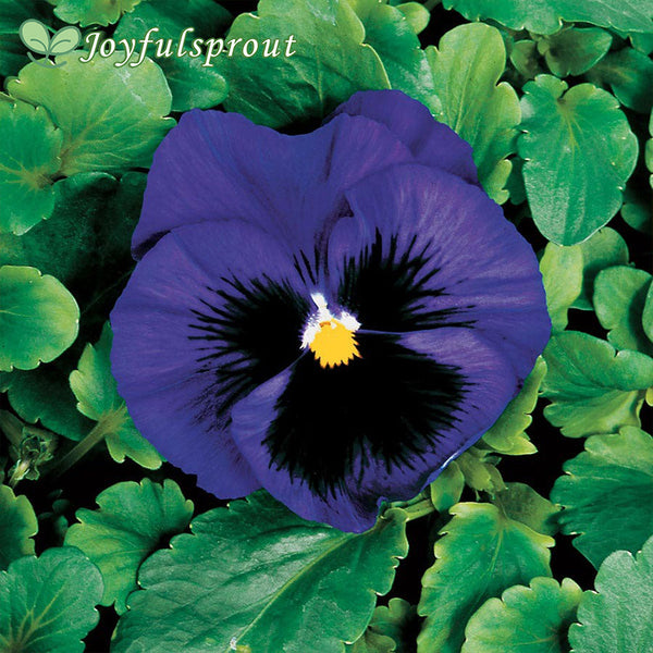 Colossus Deep Blue with Blotch Hybrid Pansy Seeds