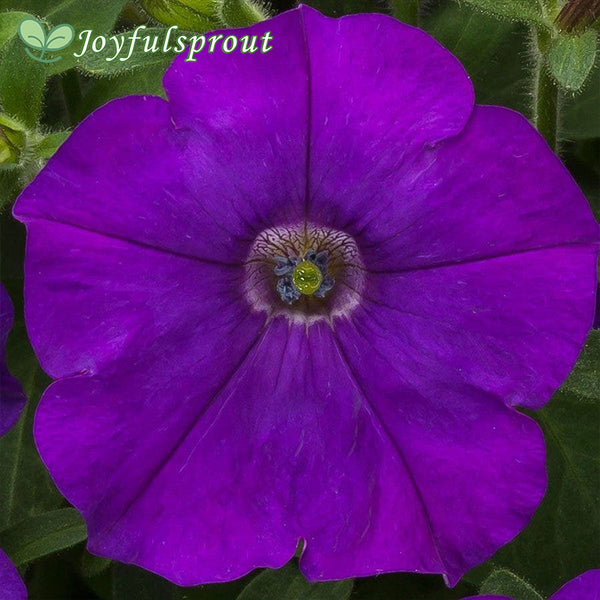 FlashForward Blue Petunia Seeds