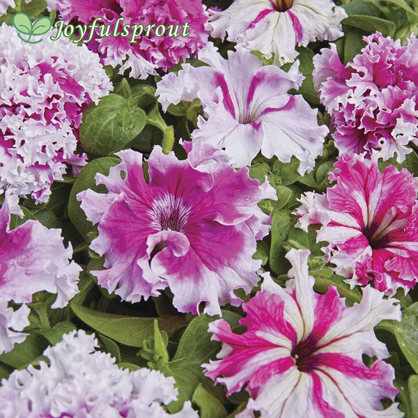 Greetings from Jaroměře Petunia Seeds