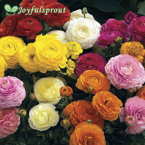 Maché Mix Ranunculus Seeds