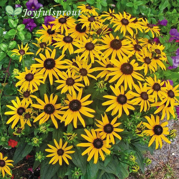 Rudbeckia 'Little Goldstar'