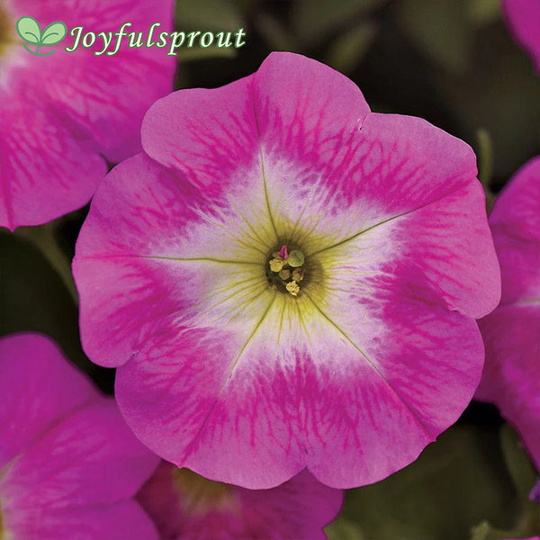E3 Easy Wave Rose Morn Petunia Seeds