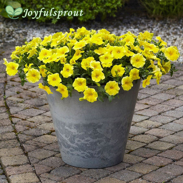 Caliburst Yellow Petchoa Seeds