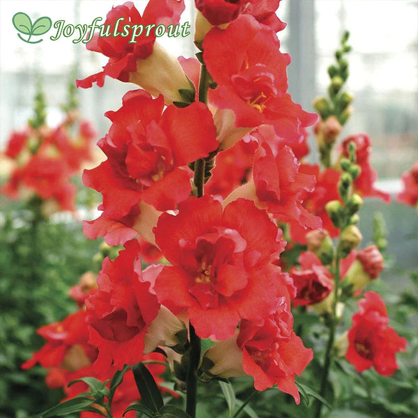 DoubleShot Orange Bicolor Snapdragon Seeds