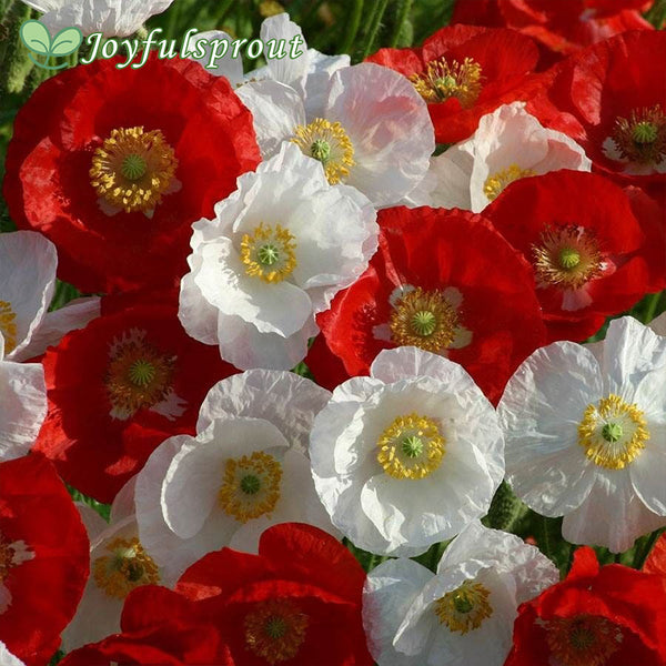 'National Mix' Poppy Seeds