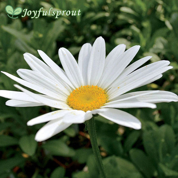 Leucanthemum 'Becky' Daisy