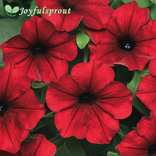 Tidal Wave Red Velvet Petunia Seeds