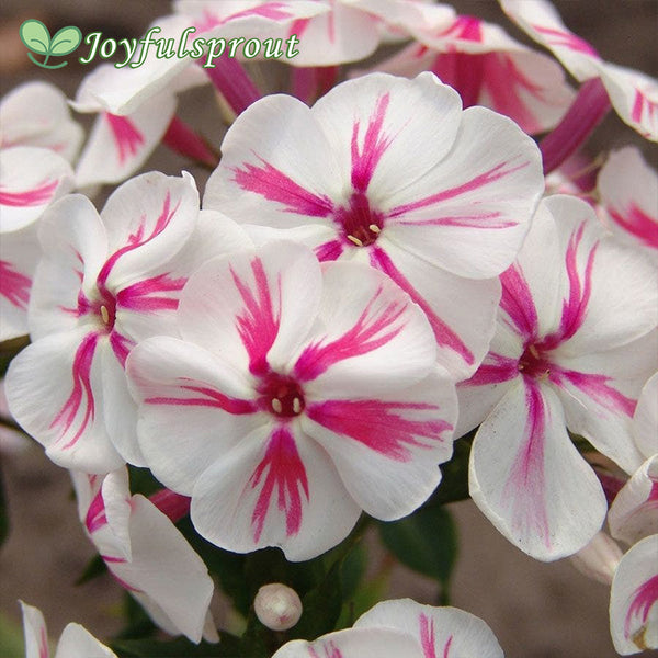 Phlox Paniculata 'Twister'