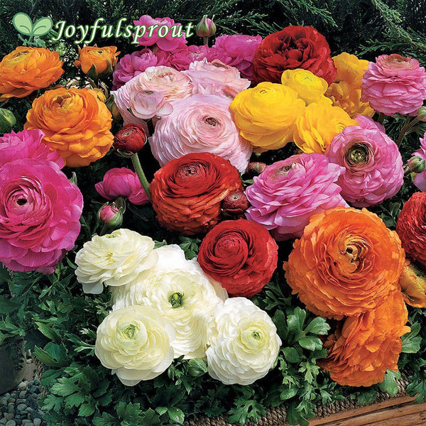 Magic Mix Ranunculus Seeds