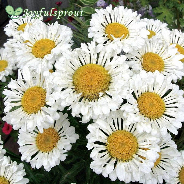 Leucanthemum REALFLOR 'Real Neat'