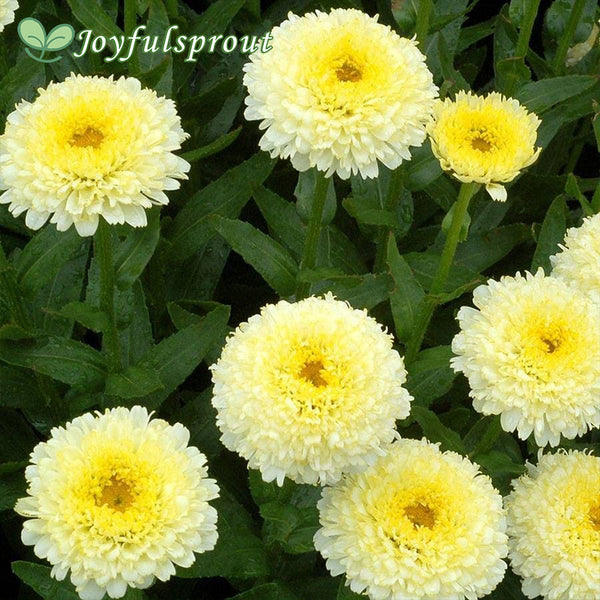 'Luna' Shasta Daisy