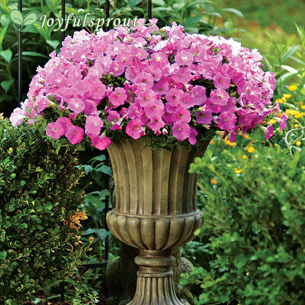 Shock Wave Pink Shades Petunia