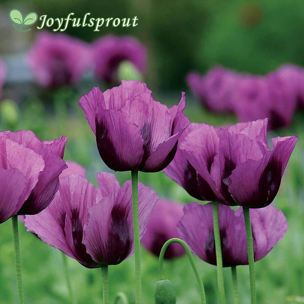 'Hungarian Blue' Poppy Seeds