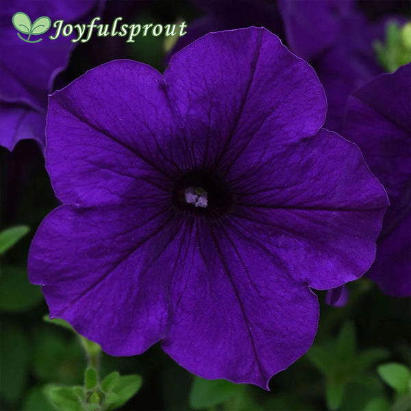 E3 Easy Wave Blue Petunia Seeds