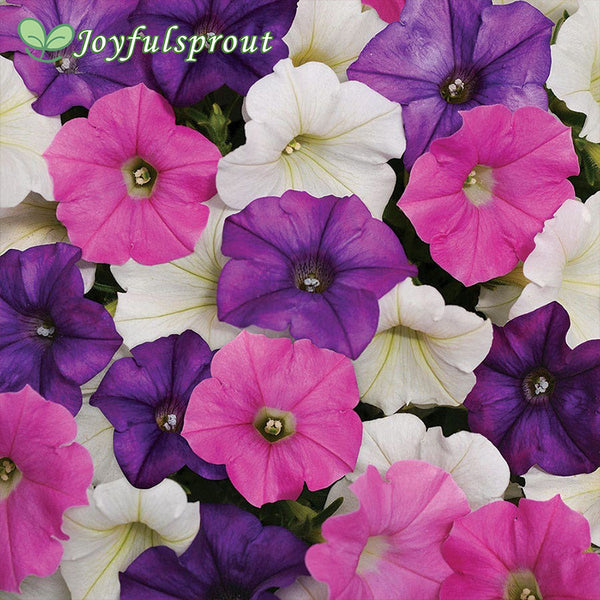 Shock Wave Spark Mix Petunia Seeds