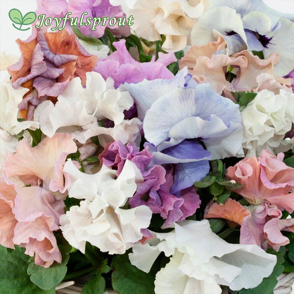 Sweet Pea Mix Pansy Seeds