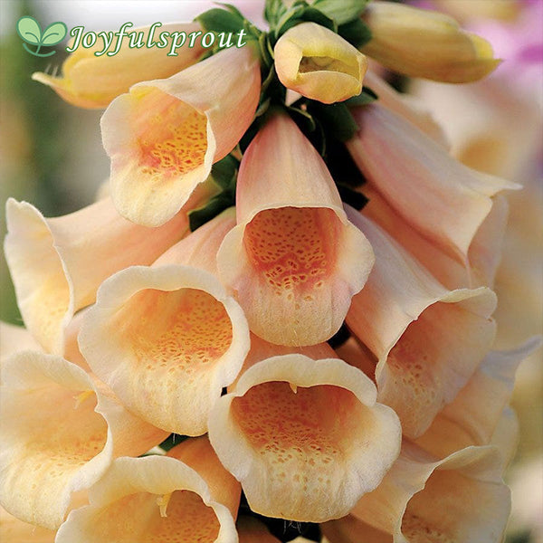 Dalmatian Peach Foxglove Seeds