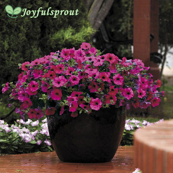 Wave Purple Improved Petunia Seeds