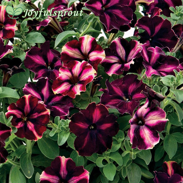 Romantica Moonlight Petunia Seeds