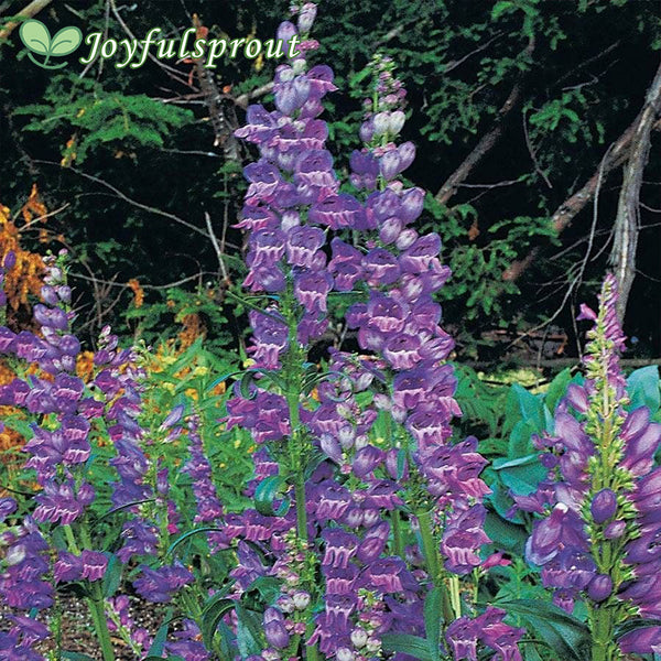 Rocky Mountain Penstemon Seeds