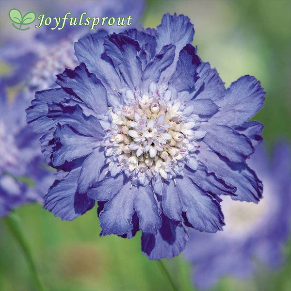 Fama Deep Blue Pincushion Flower Seeds