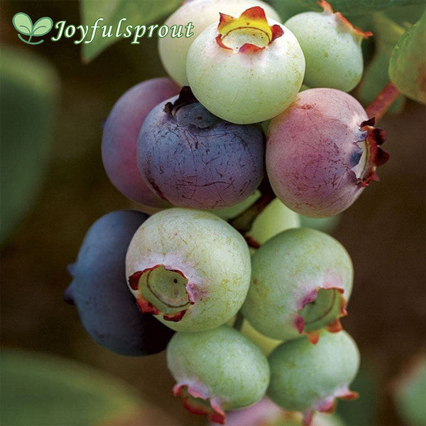 Blueberry 'Duke' Vaccinium Seeds