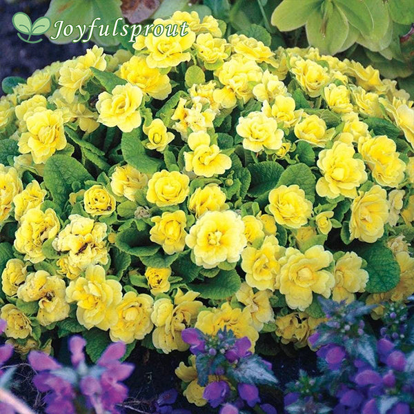 Primula Belarina Buttercup