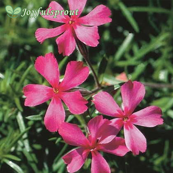 Scarlet Flame Creeping Phlox