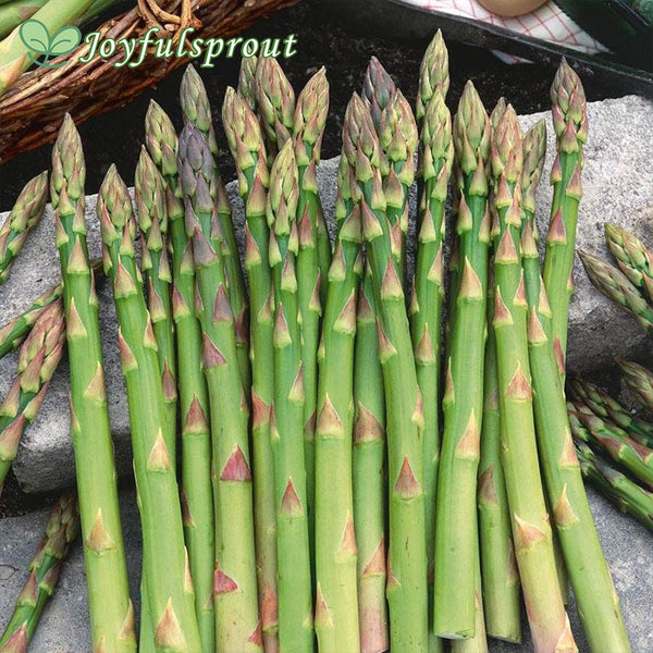 Mary Washington Asparagus Seeds