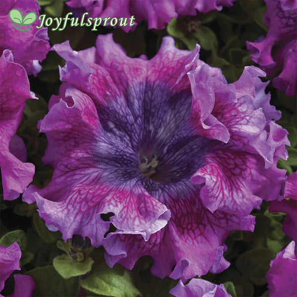 Superbissima Dark Purple Petunia Seeds