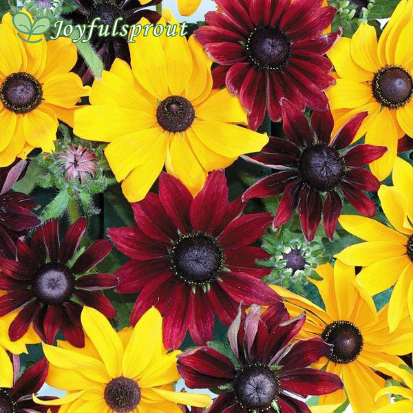 ''Ruby Gold' Rudbeckia Seeds