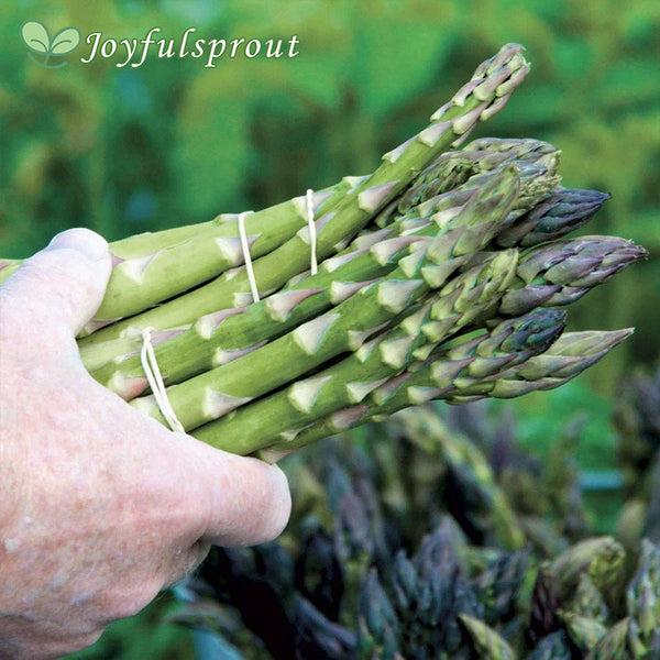 Asparagus 'Mary Washington' Seeds