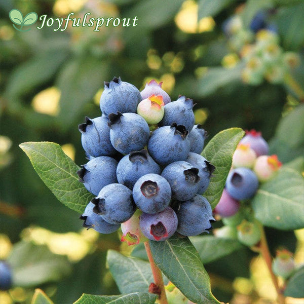 Bushel and Berry Blueberry Perpetua Seeds
