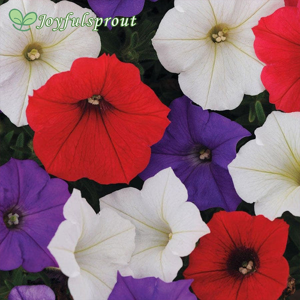 Shock Wave Volt Mix Petunia Seeds
